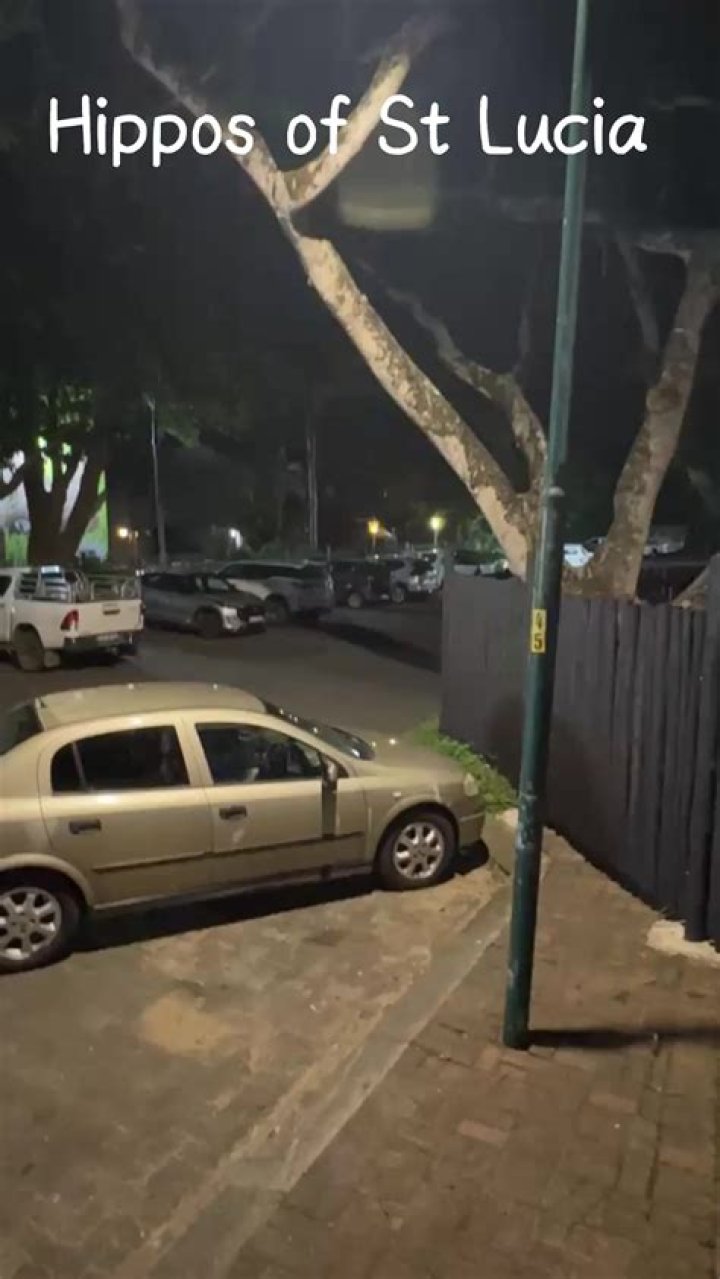 2 Hippos Captivate St. Lucia's Streets