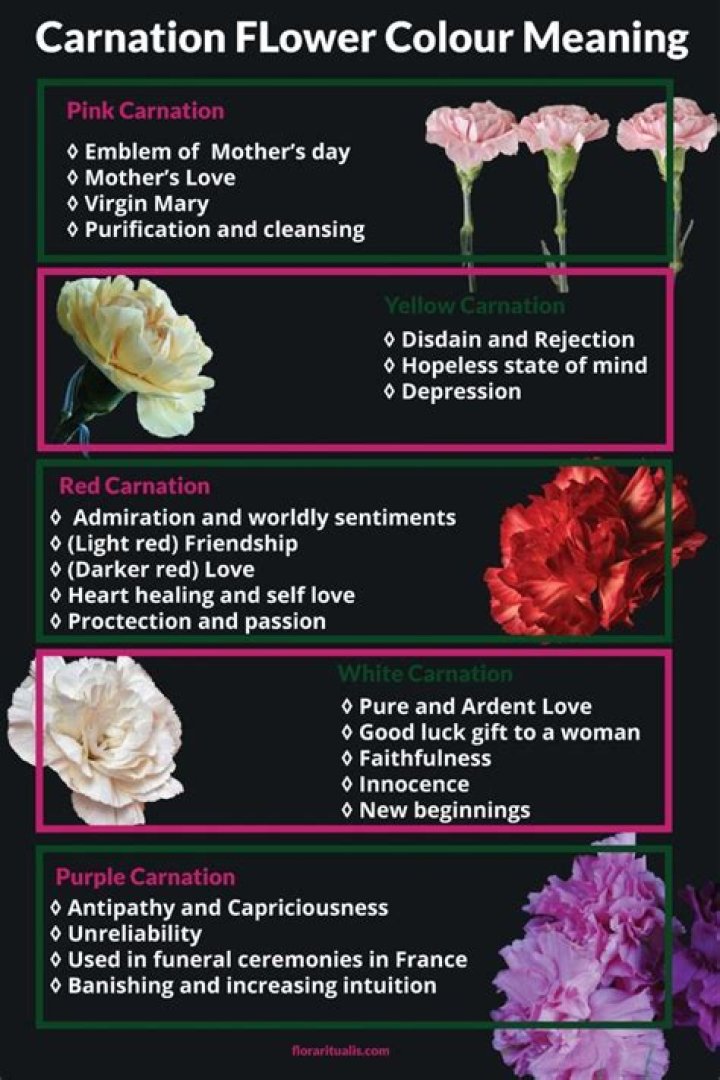 Discover The Meaning Behind The Pink Carnation