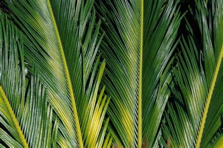 Durable Palm Frond Leafs: A Guide To Their Uses And Benefits