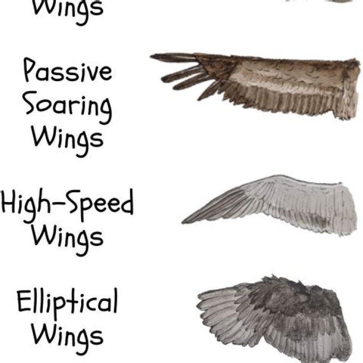 Soaring High With An Impressive Stature