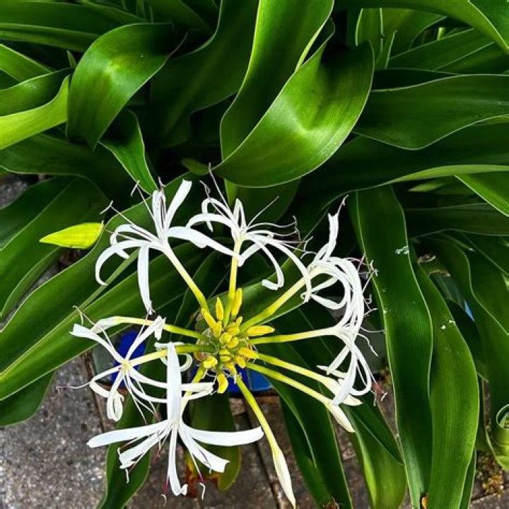 The Profound Symbolism Of Spider Lilies: Unveiling Their Meaning