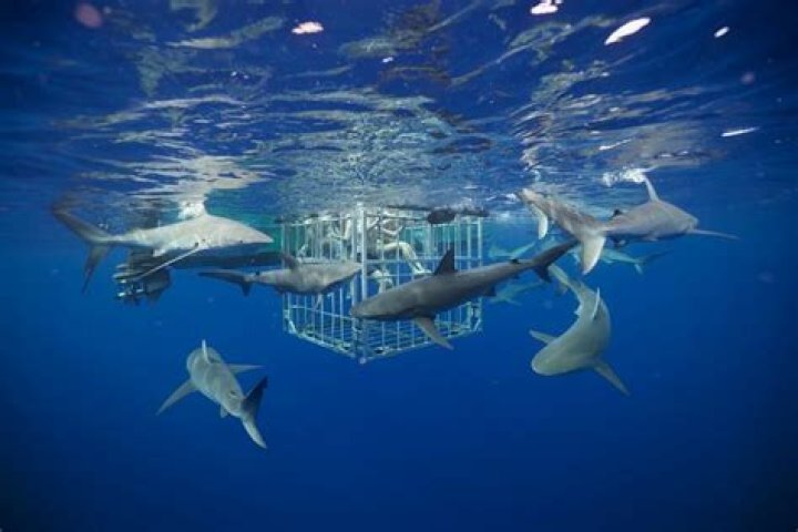 Unraveling The Enigma Of Honolulu Shark Attacks: Discoveries And Insights