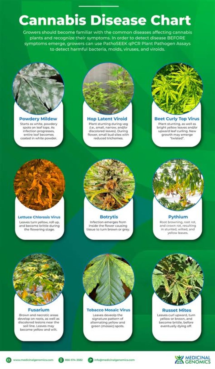 Unveiling Hade Kush: Discoveries And Insights For The Cannabis Connoisseur