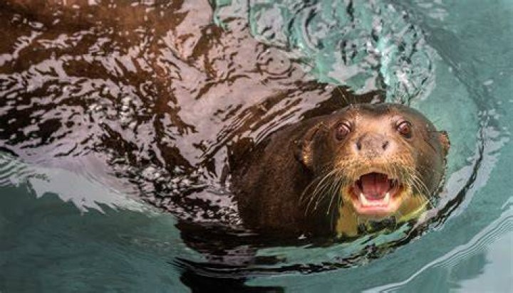 Unveiling The Astonishing Size Of Giant River Otters: A Journey Of Discovery