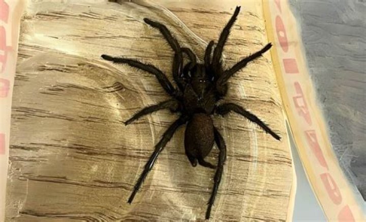 Unveiling The Fate Of Spiders: Do They Perish From Falls?