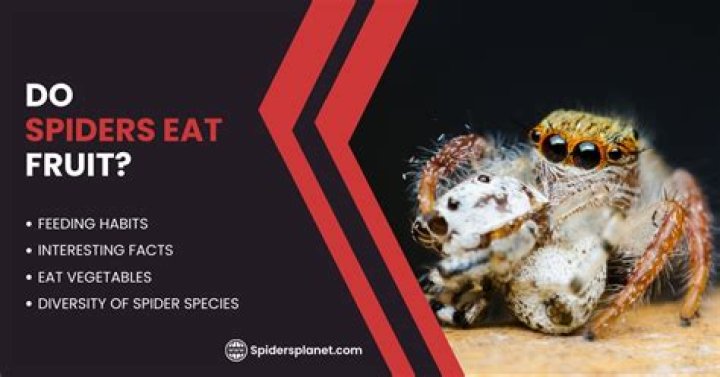 Unveiling The Secrets: Do Spiders Defy Gravity?