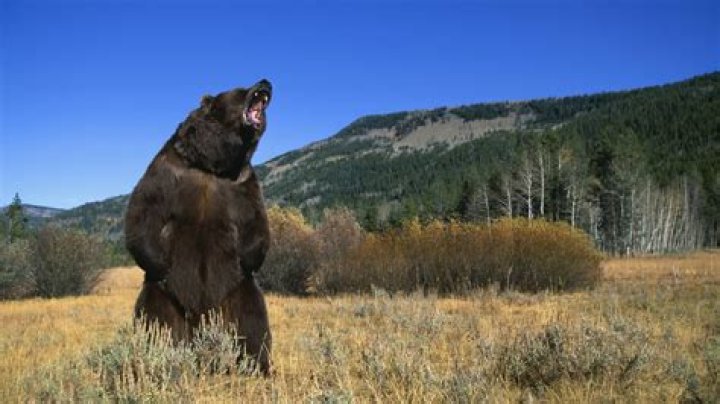 Unveiling The Truth About Animal Attacks